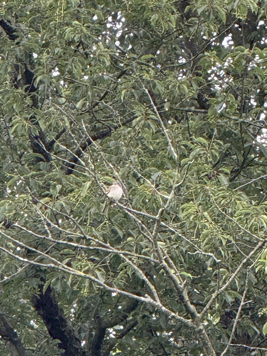 sangspottefugl - ML638234314
