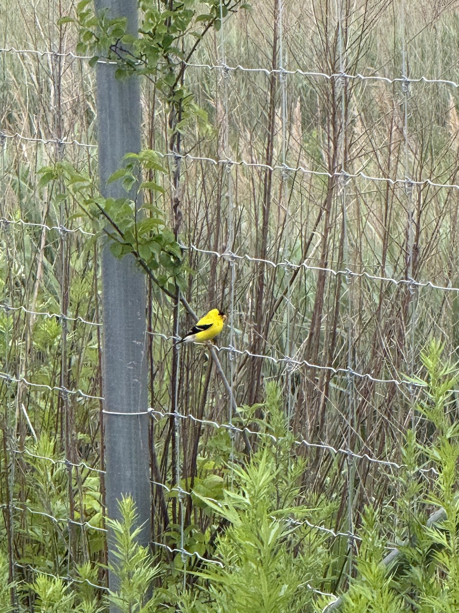 gulstillits - ML638234315