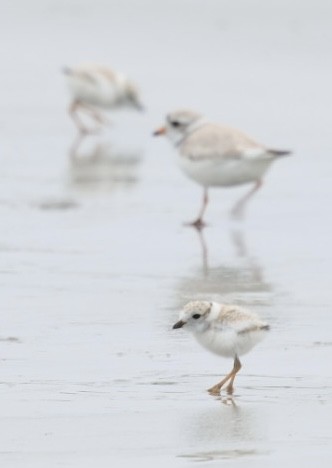 Piping Plover - ML638234317