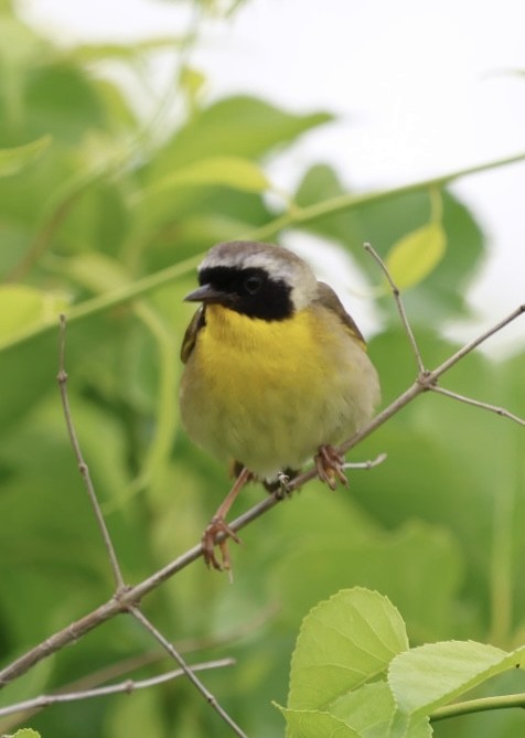 Common Yellowthroat - ML638234345