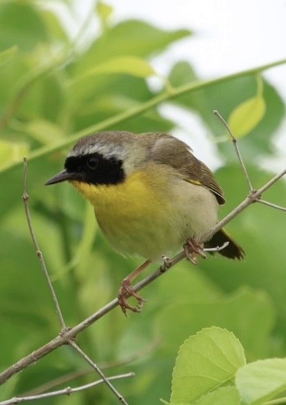 Common Yellowthroat - ML638234346