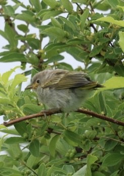 Yellow Warbler - ML638234366