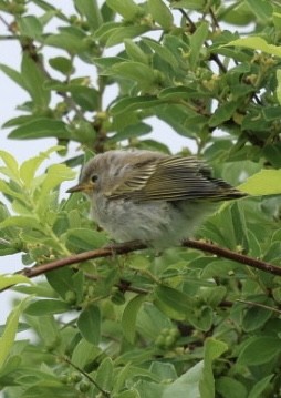 Yellow Warbler - ML638234367