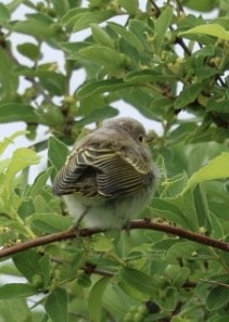 Yellow Warbler - ML638234368