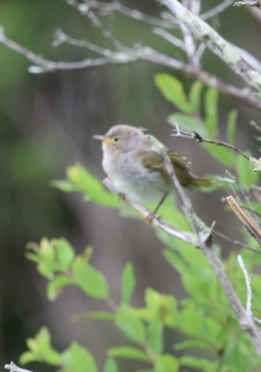 Yellow Warbler - ML638234369