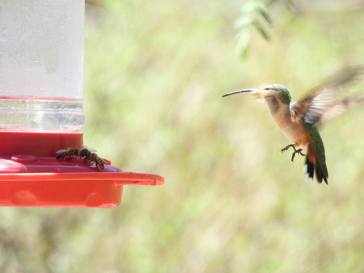 Lucifer Hummingbird - ML638234400