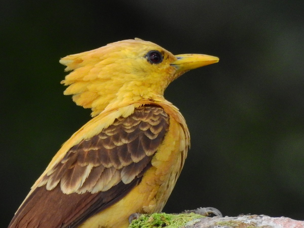 Cream-colored Woodpecker - ML638234403