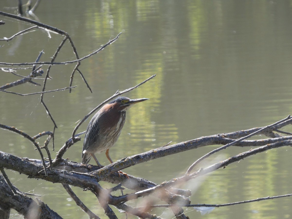 Green Heron - ML638234407