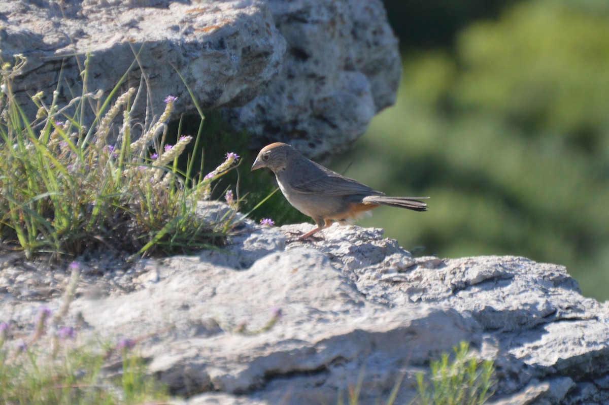 Canyon Towhee - ML638234408