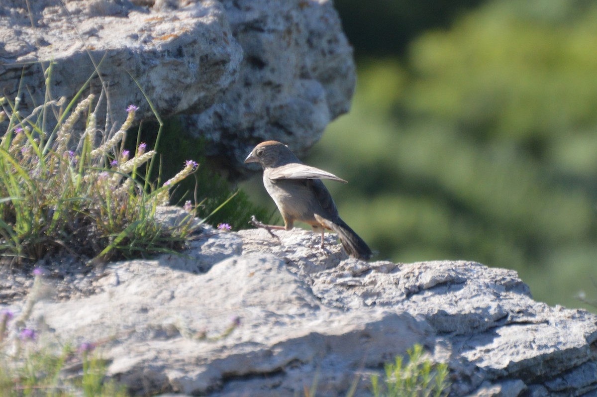 Canyon Towhee - ML638234409