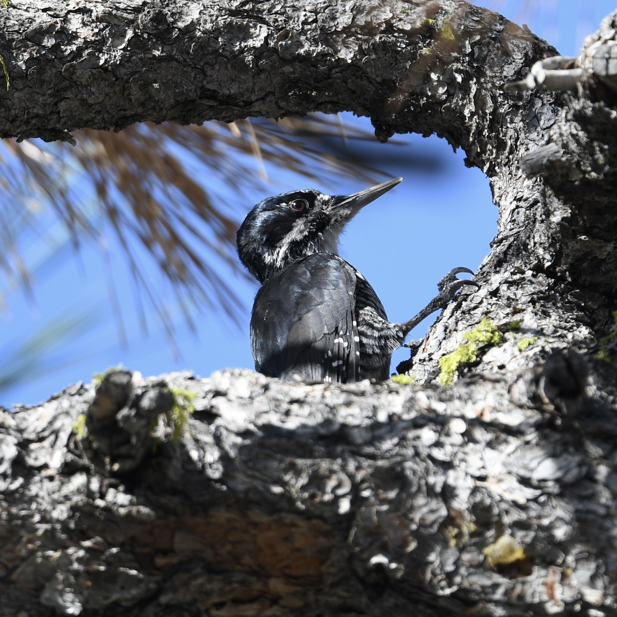 Black-backed Woodpecker - ML638234412