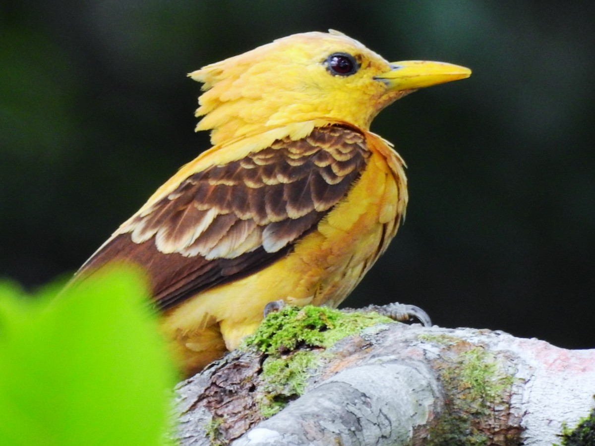Cream-colored Woodpecker - ML638234413