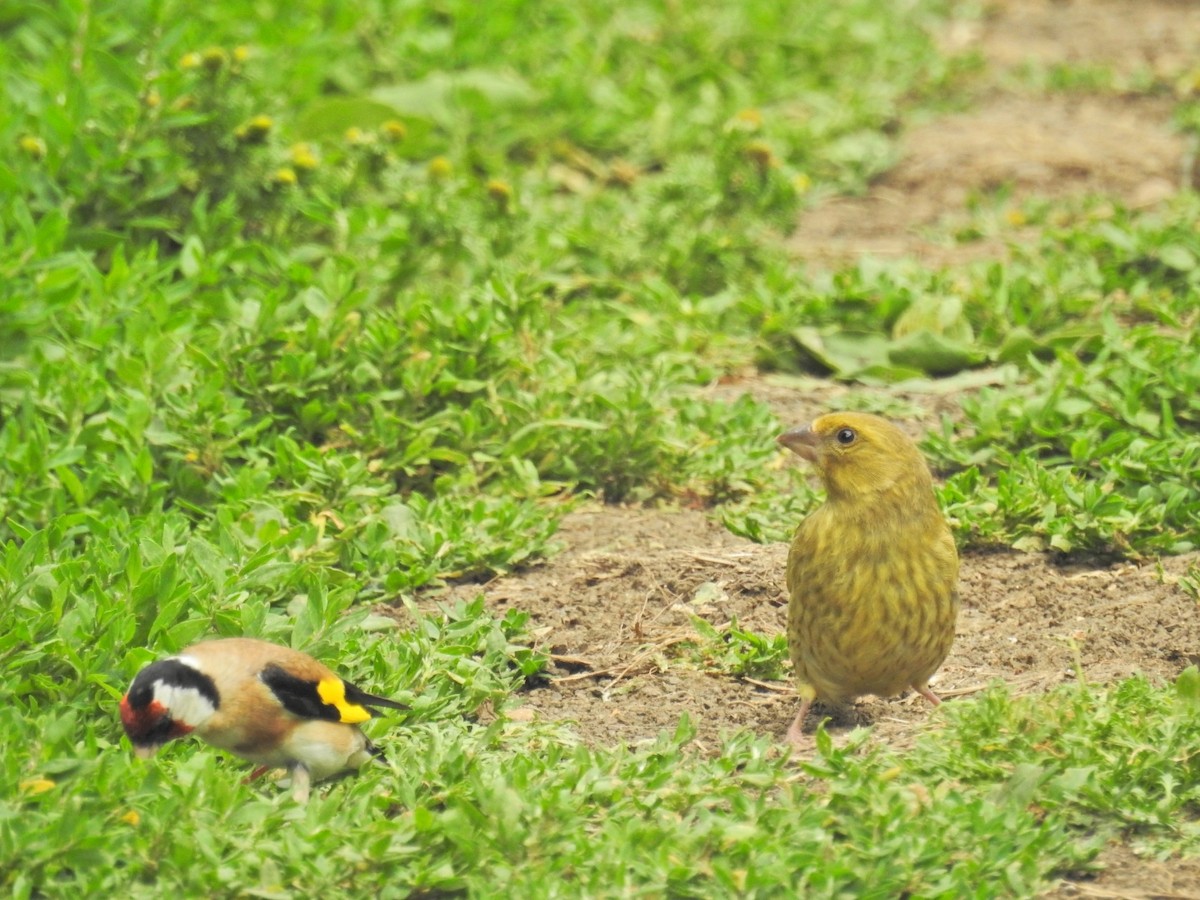 European Greenfinch - ML638234416