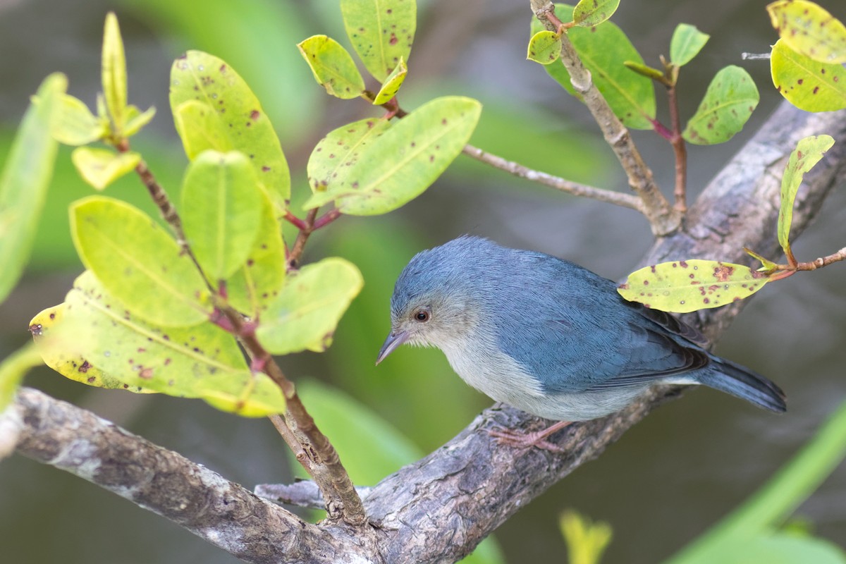 Bicolored Conebill - ML638234430