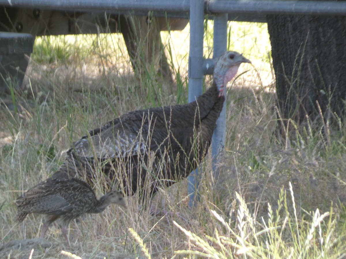 Wild Turkey - ML638234435