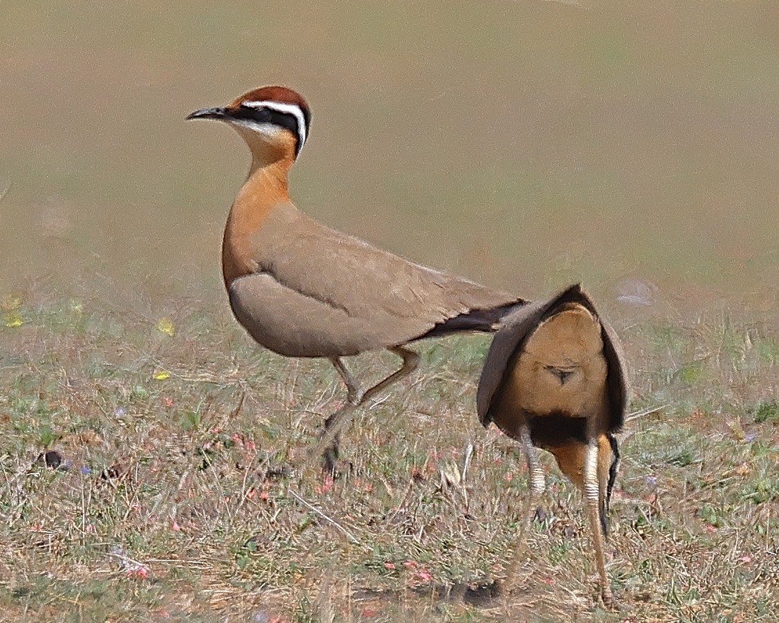 Indian Courser - ML638234445