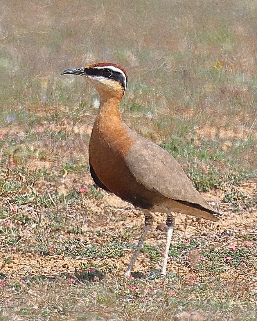 Indian Courser - ML638234446