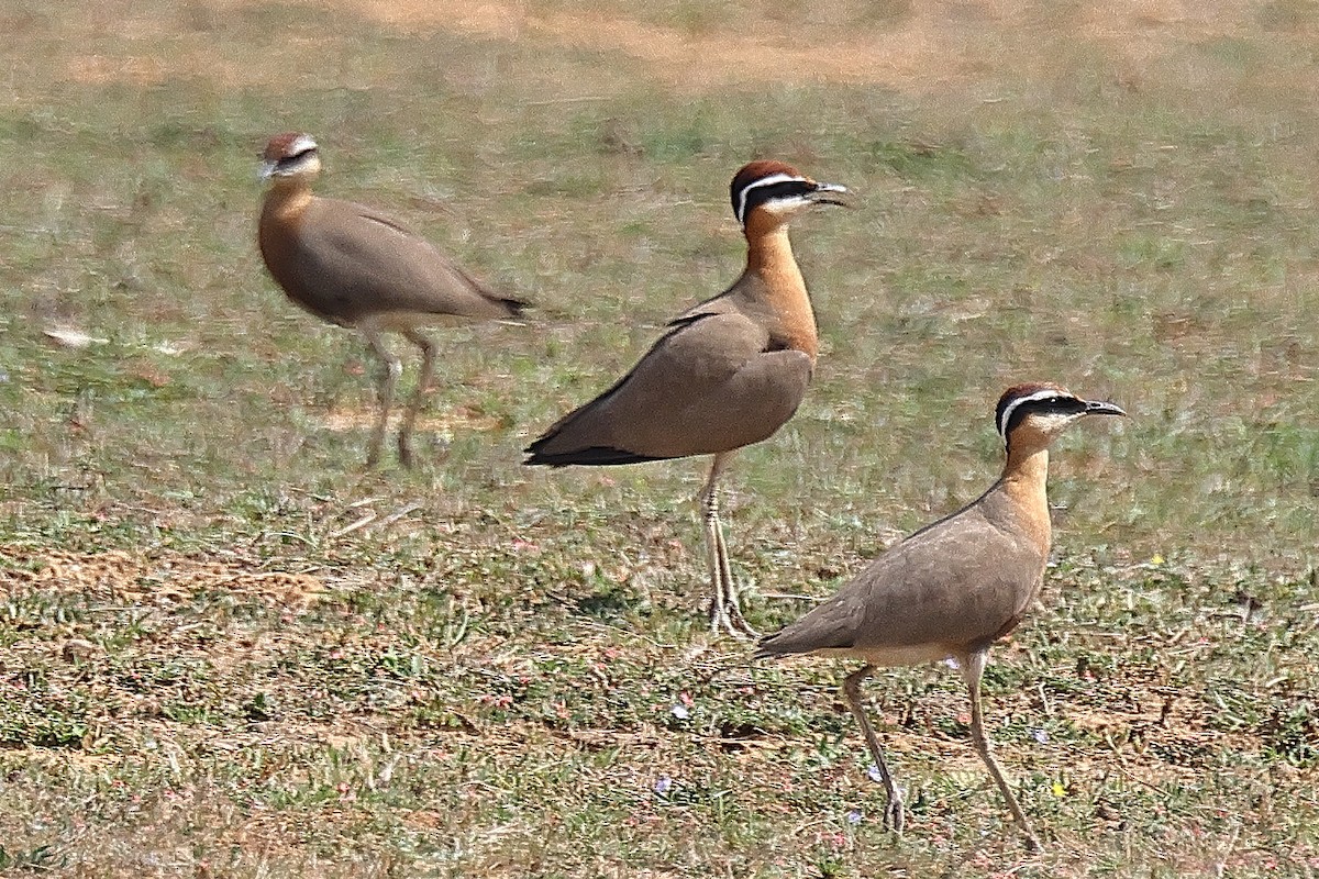 Indian Courser - ML638234448