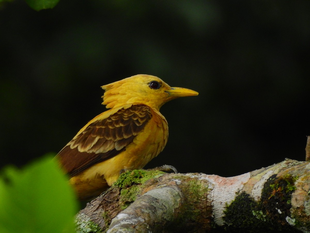 Cream-colored Woodpecker - ML638234454