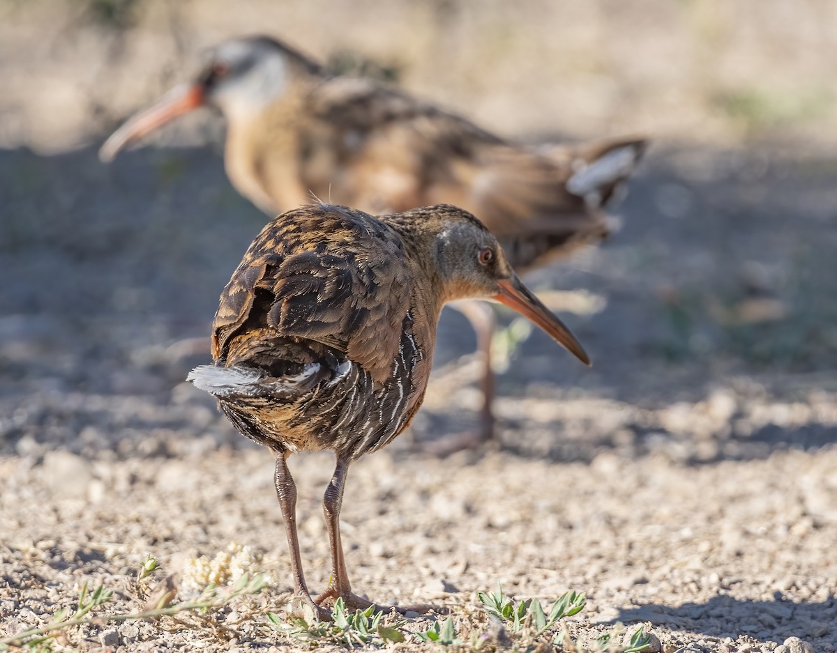 Virginia Rail - ML638234463