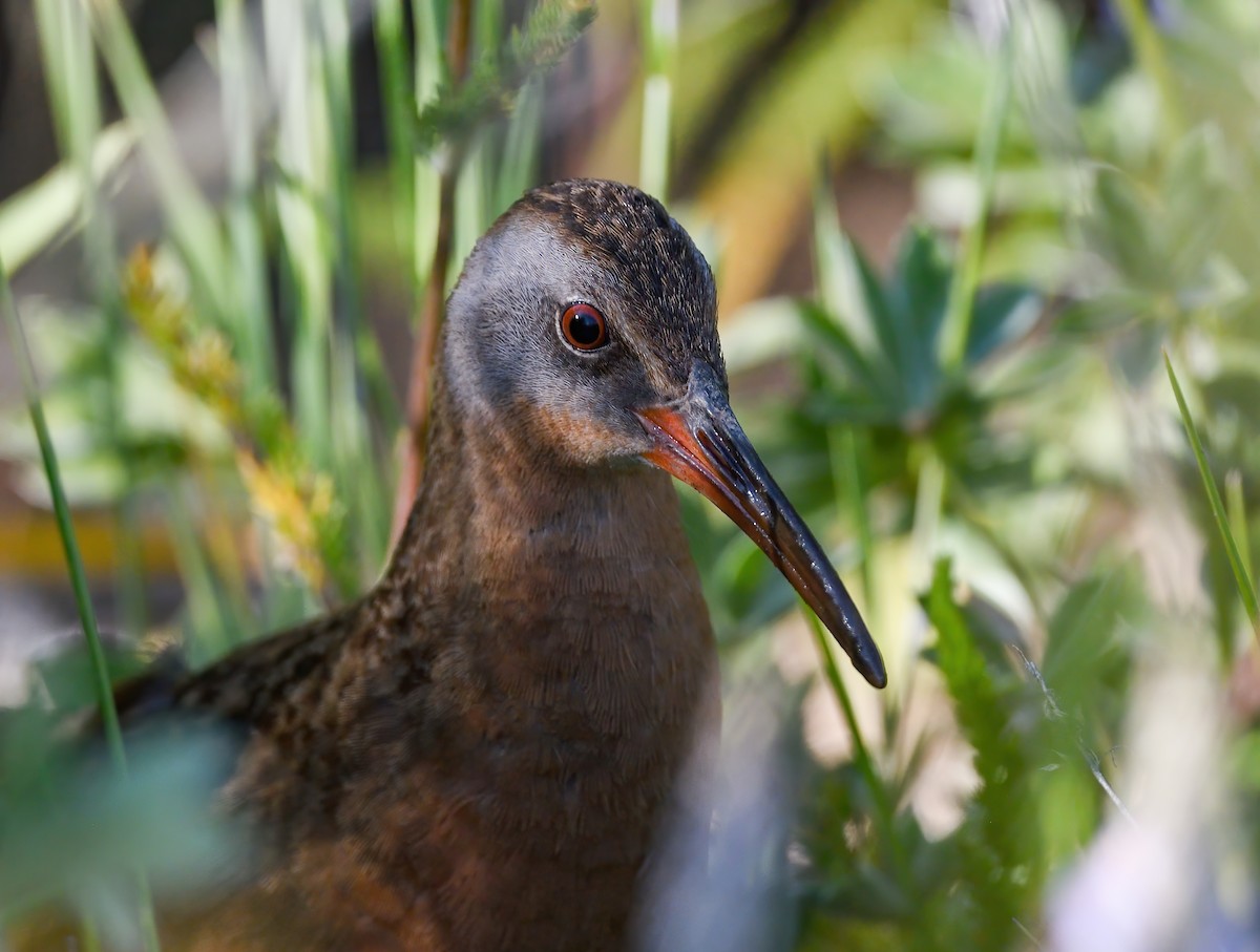 Virginia Rail - ML638234467