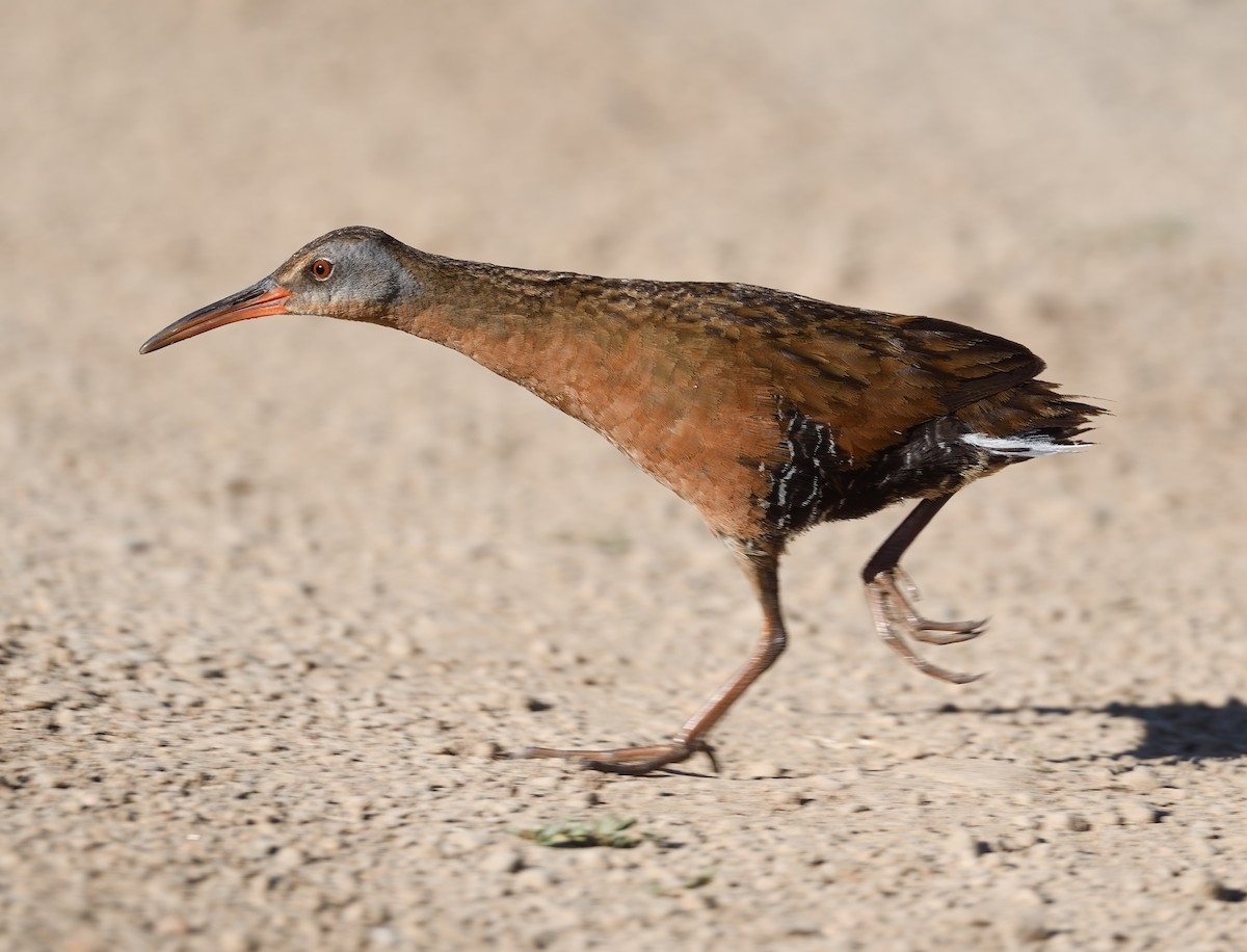 Virginia Rail - ML638234468