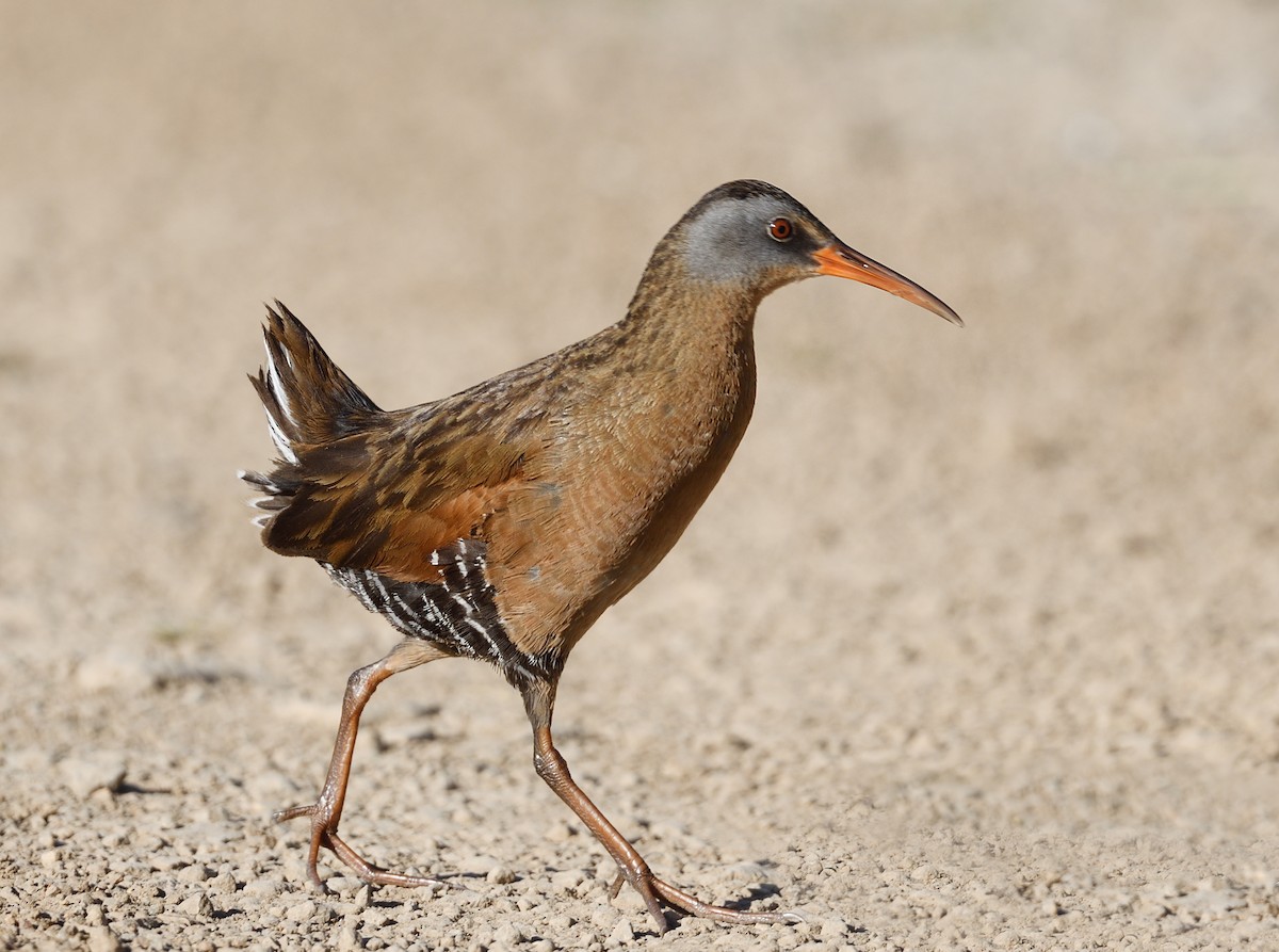Virginia Rail - ML638234469