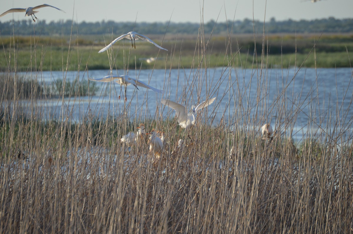 Western Cattle-Egret - ML638234478
