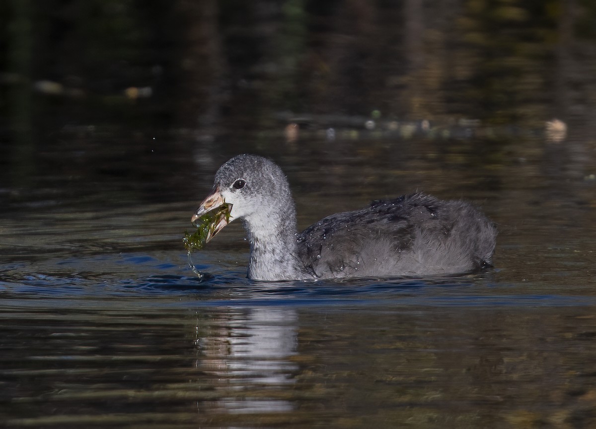 American Coot - ML638234482