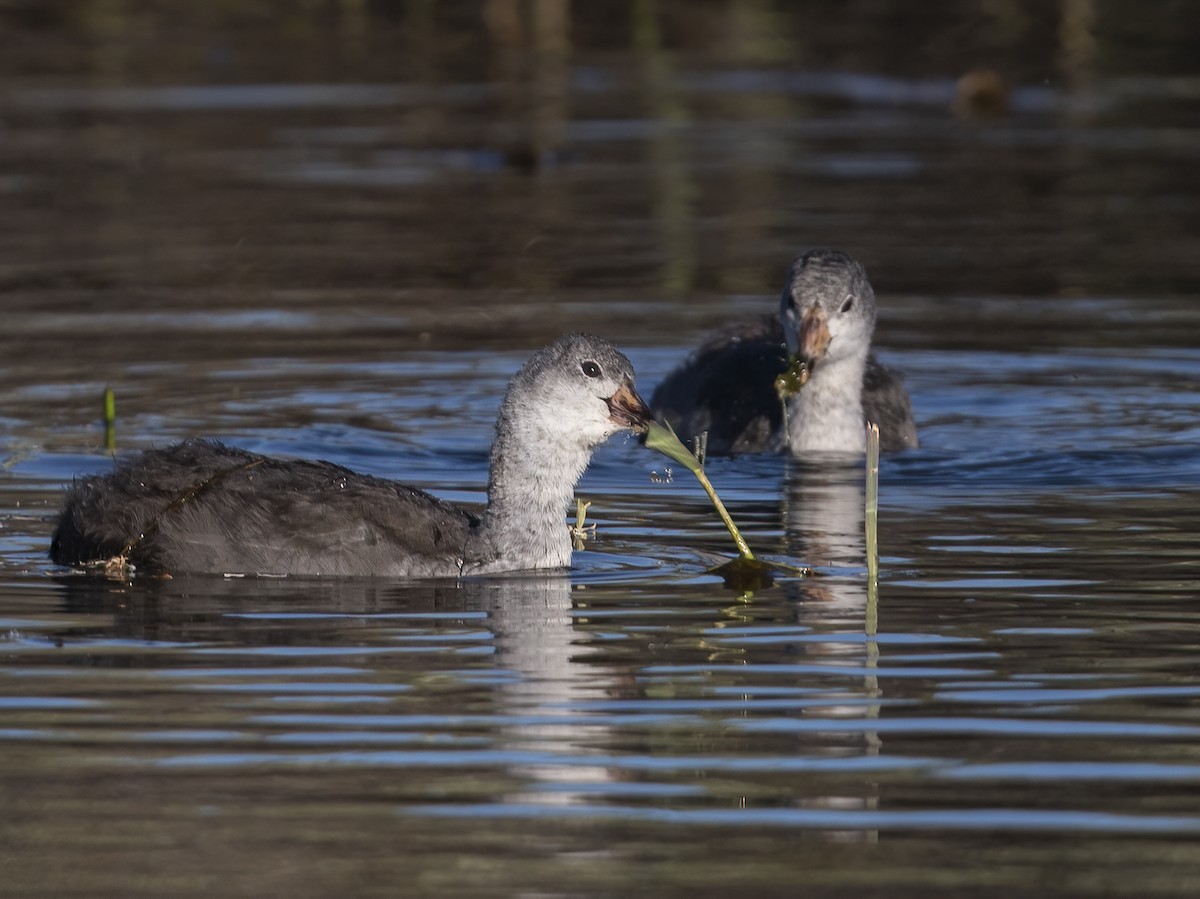American Coot - ML638234483