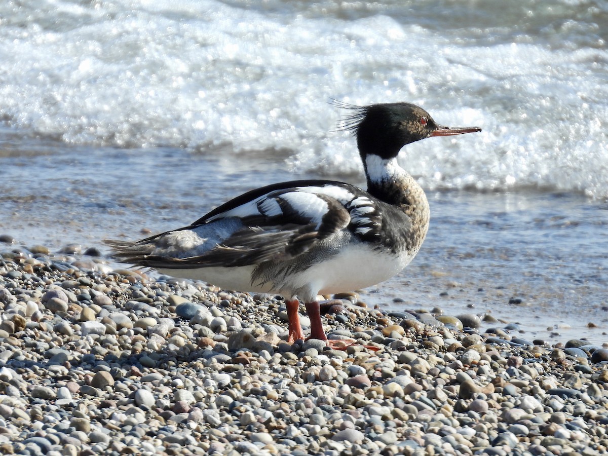 Red-breasted Merganser - ML638234486