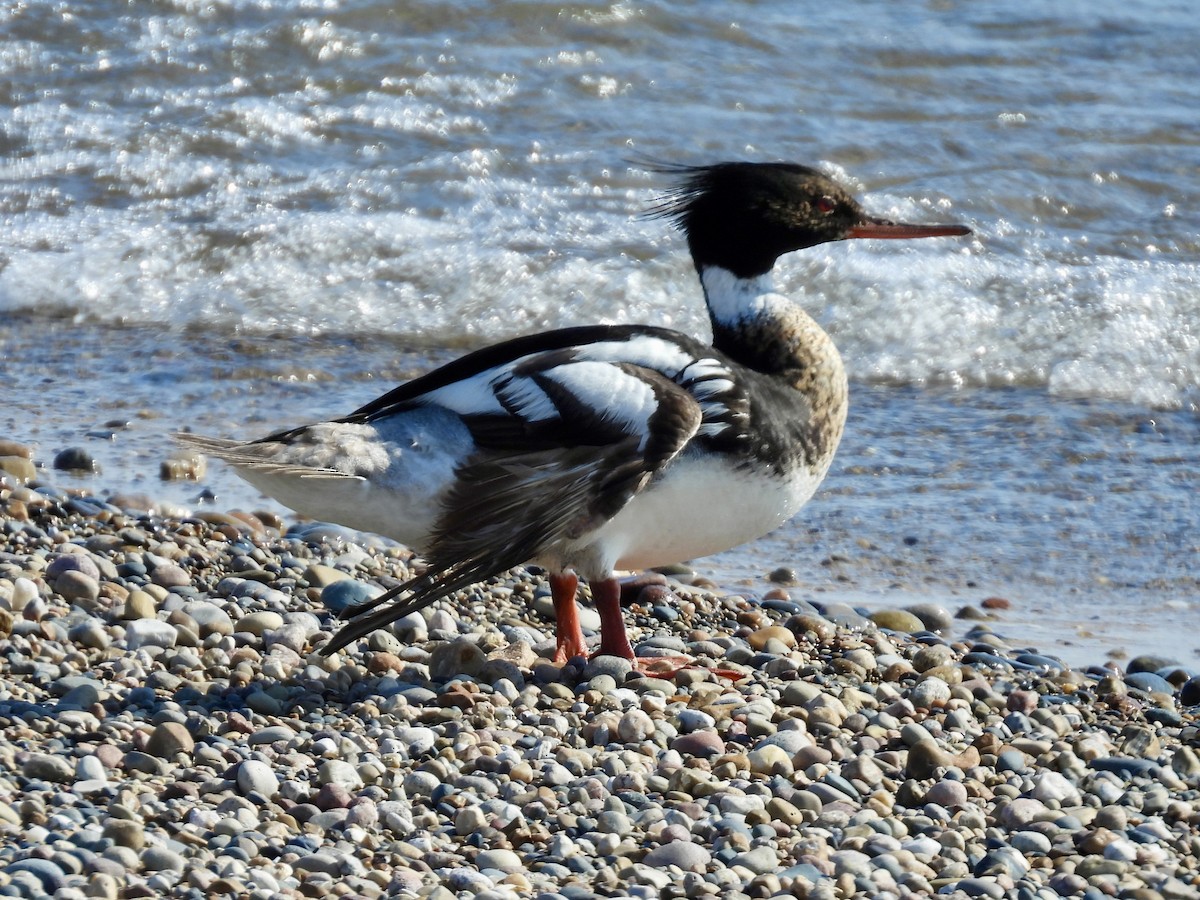 Red-breasted Merganser - ML638234487