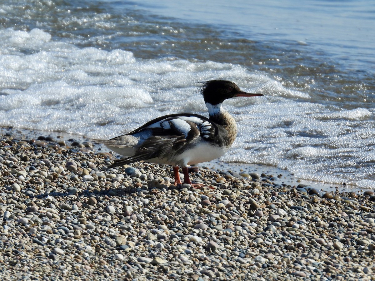 Red-breasted Merganser - ML638234488