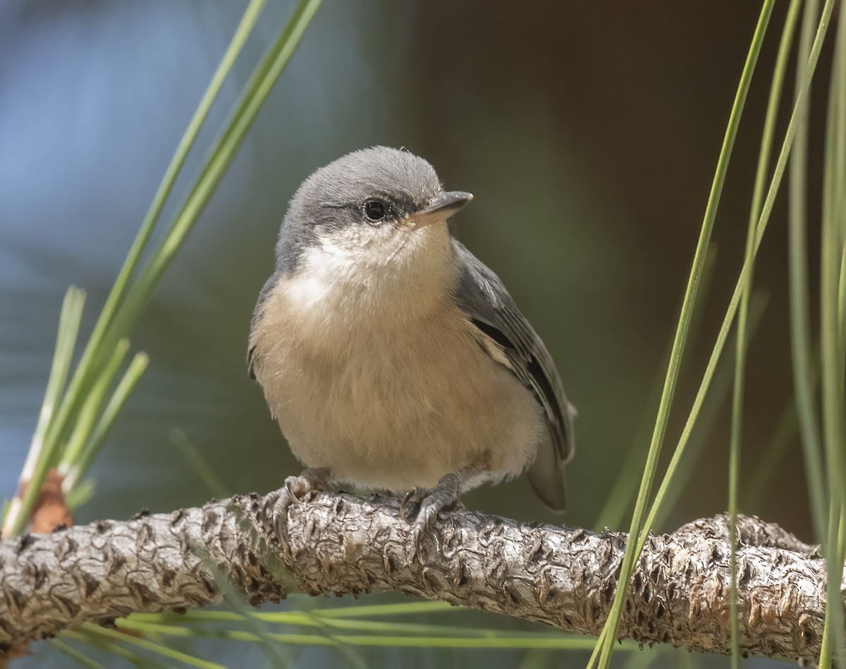Pygmy Nuthatch - ML638234498