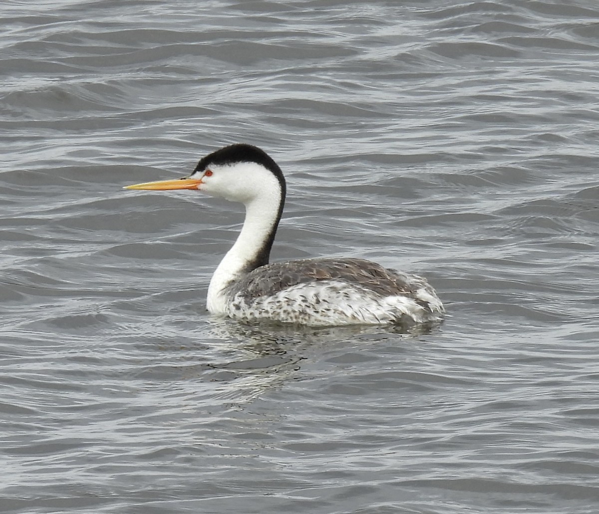 Clark's Grebe - ML638234516