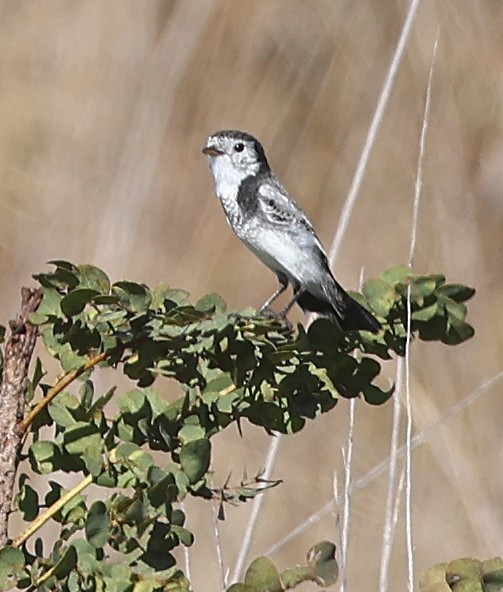 Cock-tailed Tyrant - ML638234517