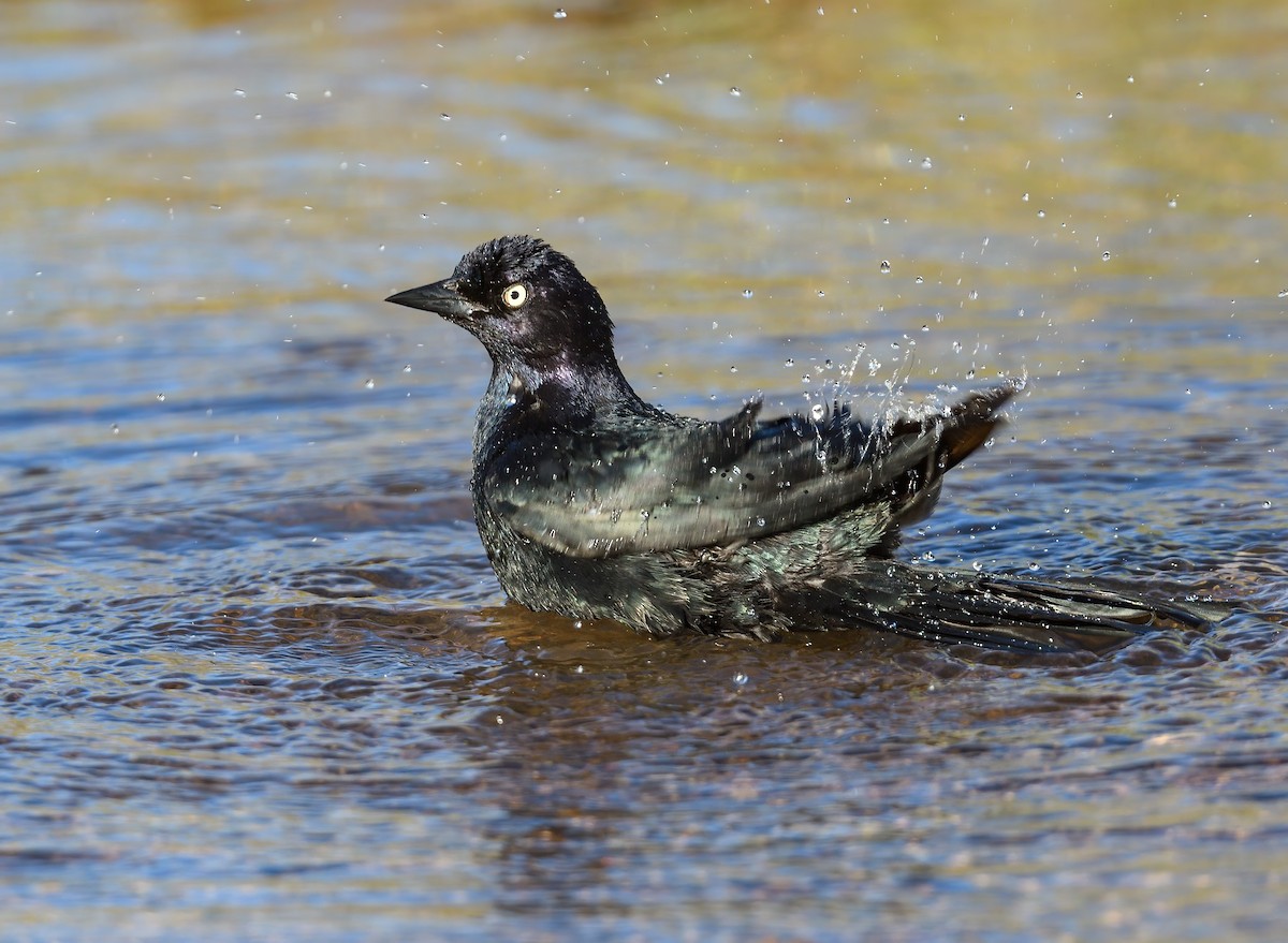 Brewer's Blackbird - ML638234531