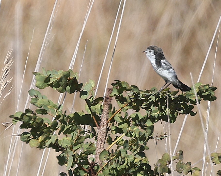 Cock-tailed Tyrant - ML638234534