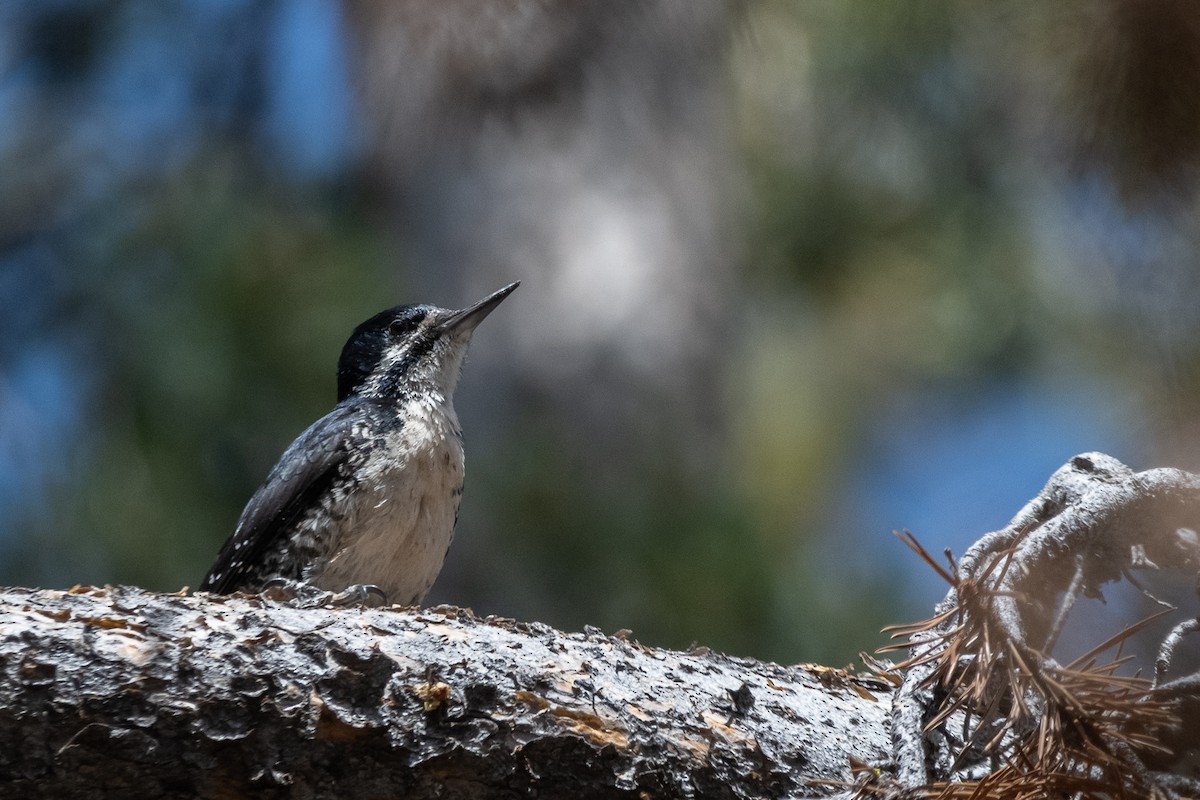 Black-backed Woodpecker - ML638234539