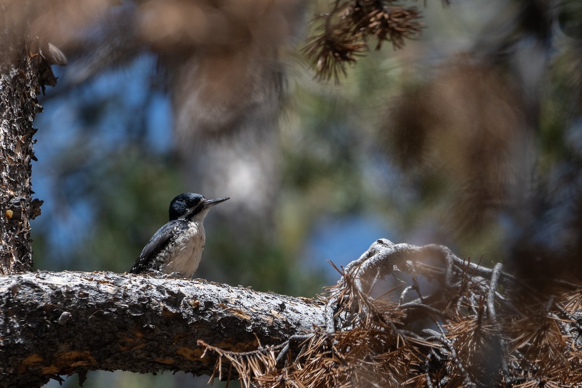 Black-backed Woodpecker - ML638234540
