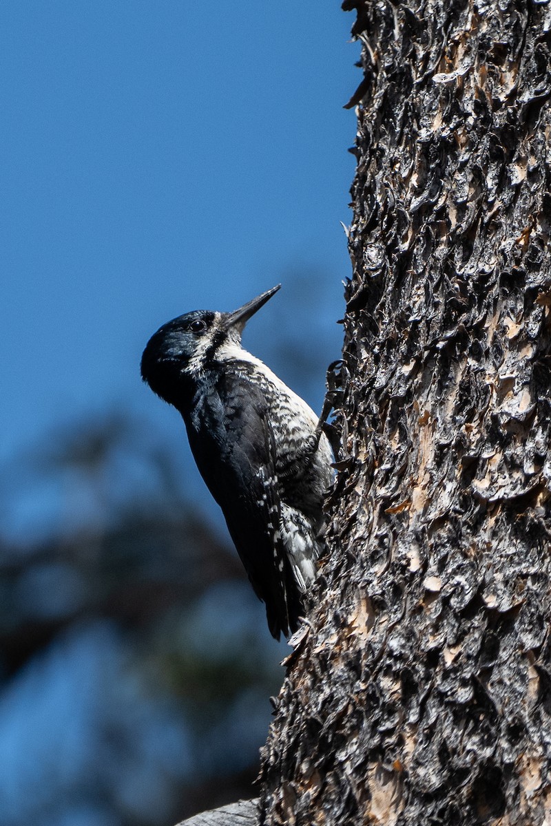 Black-backed Woodpecker - ML638234543
