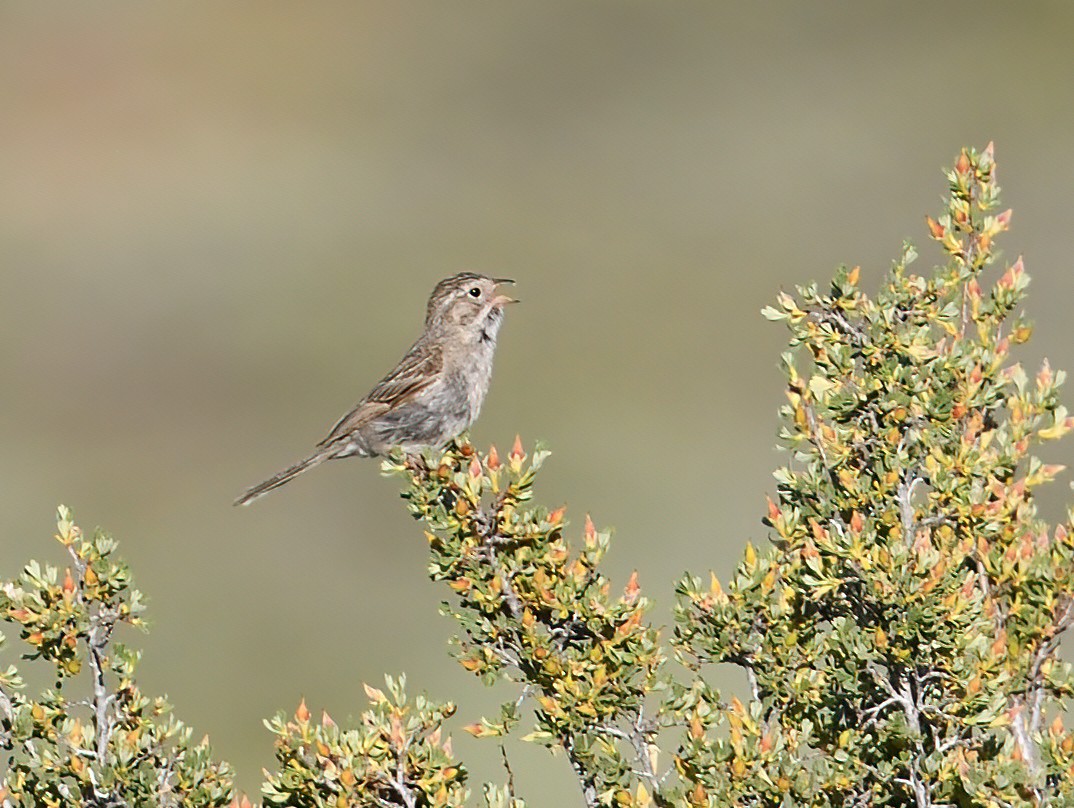 Brewer's Sparrow - ML638234553