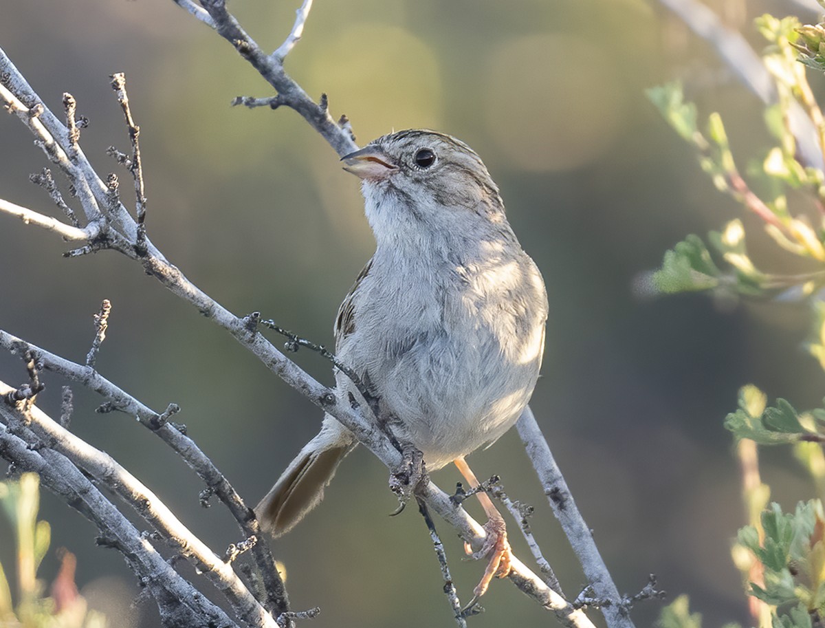 Brewer's Sparrow - ML638234554