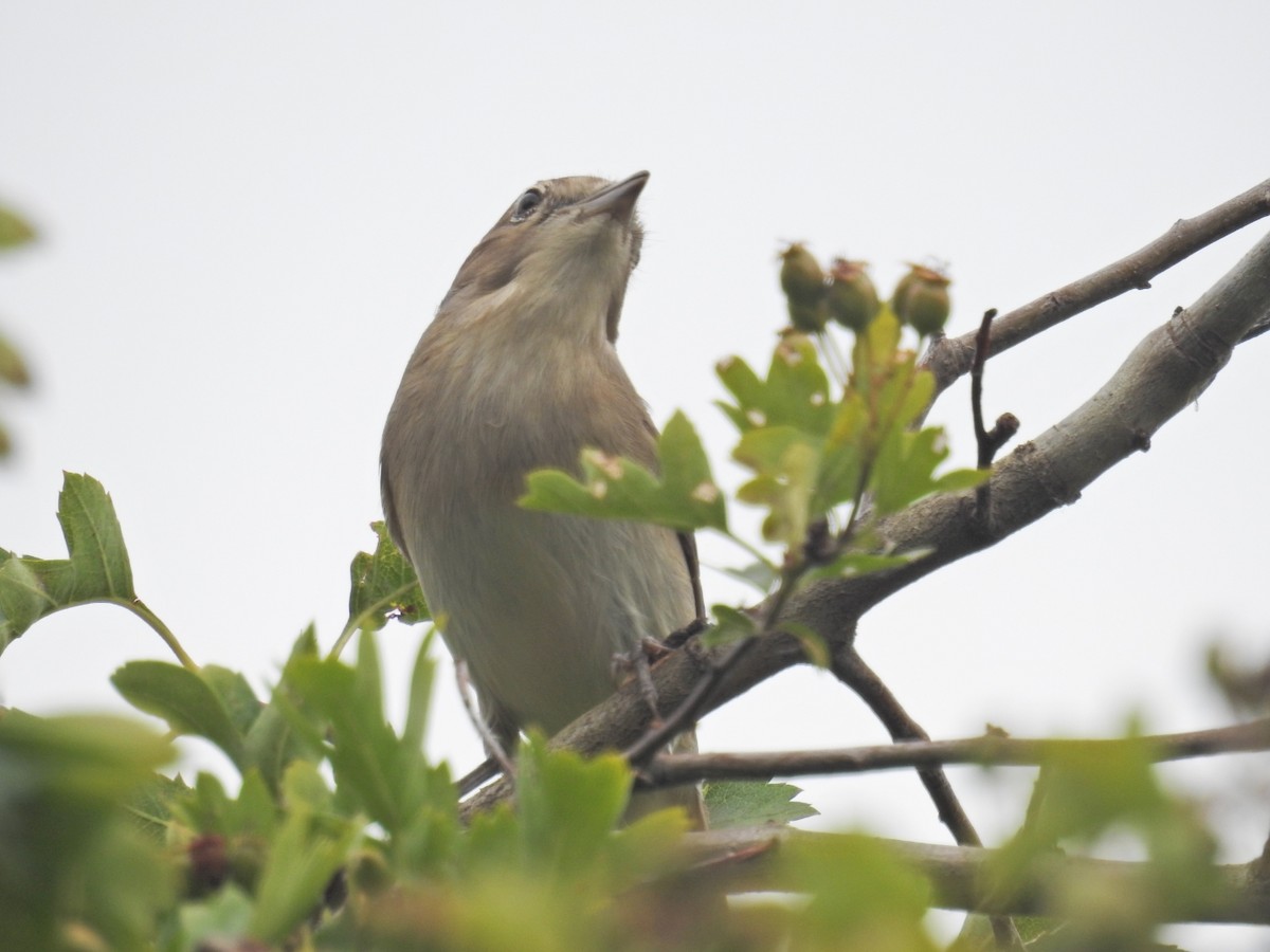 Garden Warbler - ML638234583