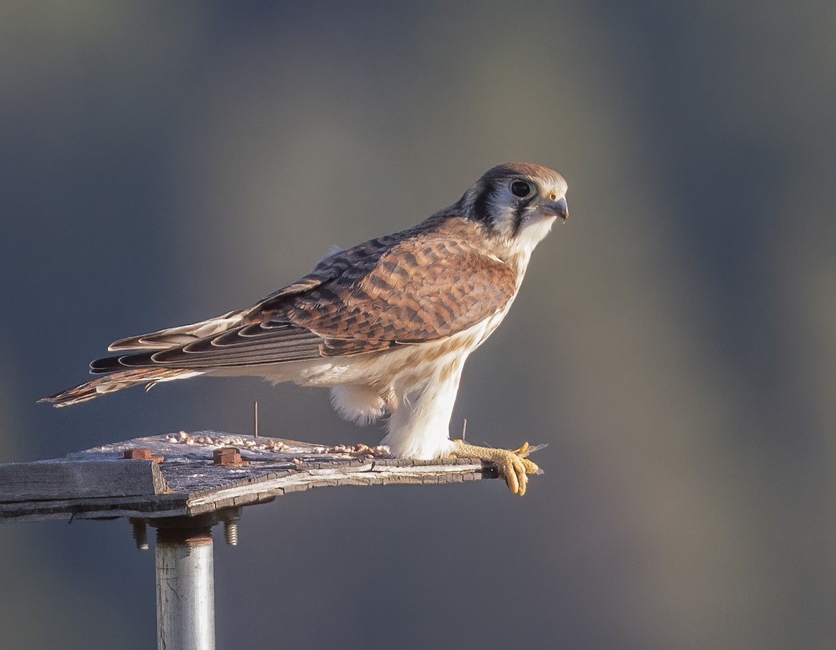 American Kestrel - ML638234585