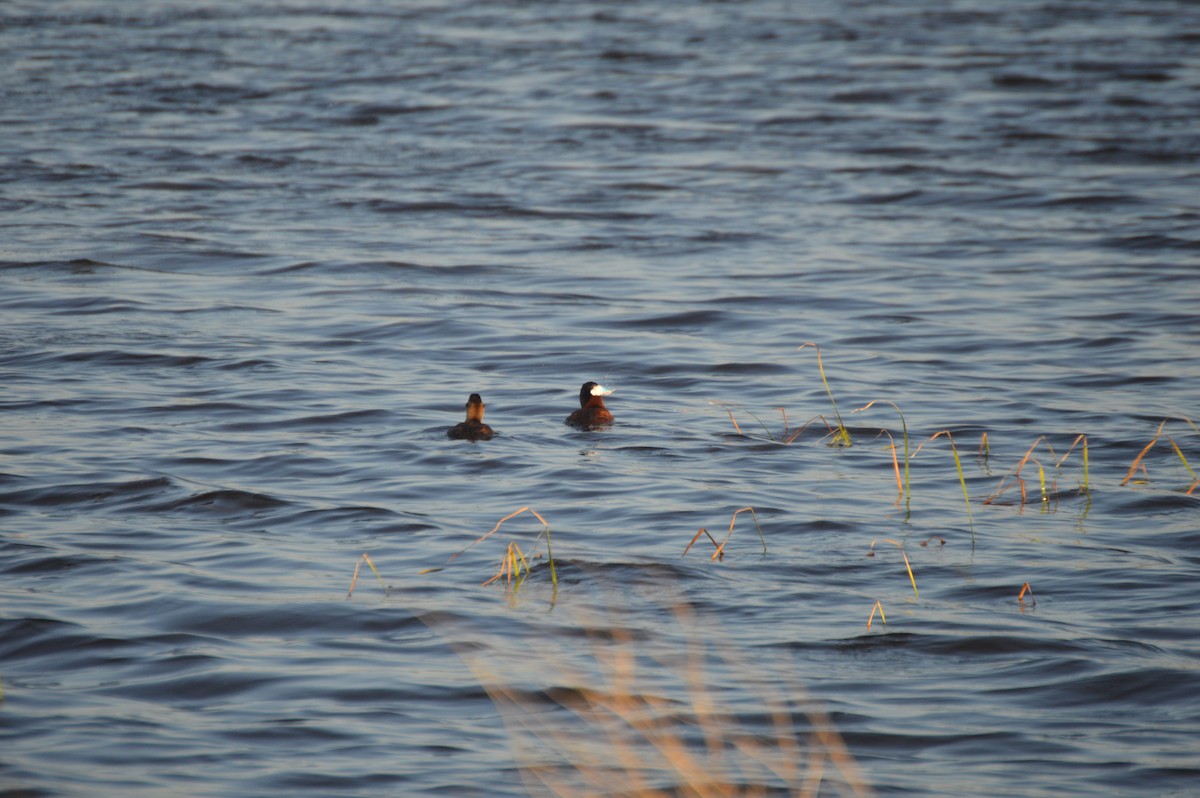 Ruddy Duck - ML638234614