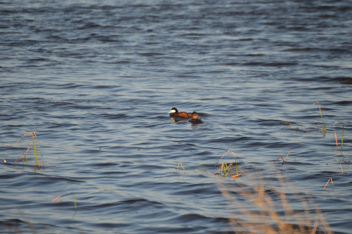 Ruddy Duck - ML638234615