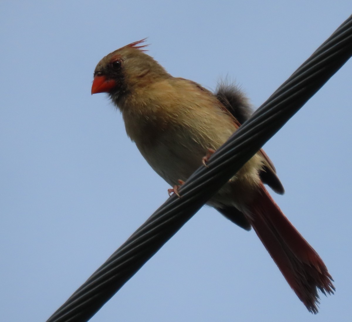 ショウジョウコウカンチョウ - ML638234622
