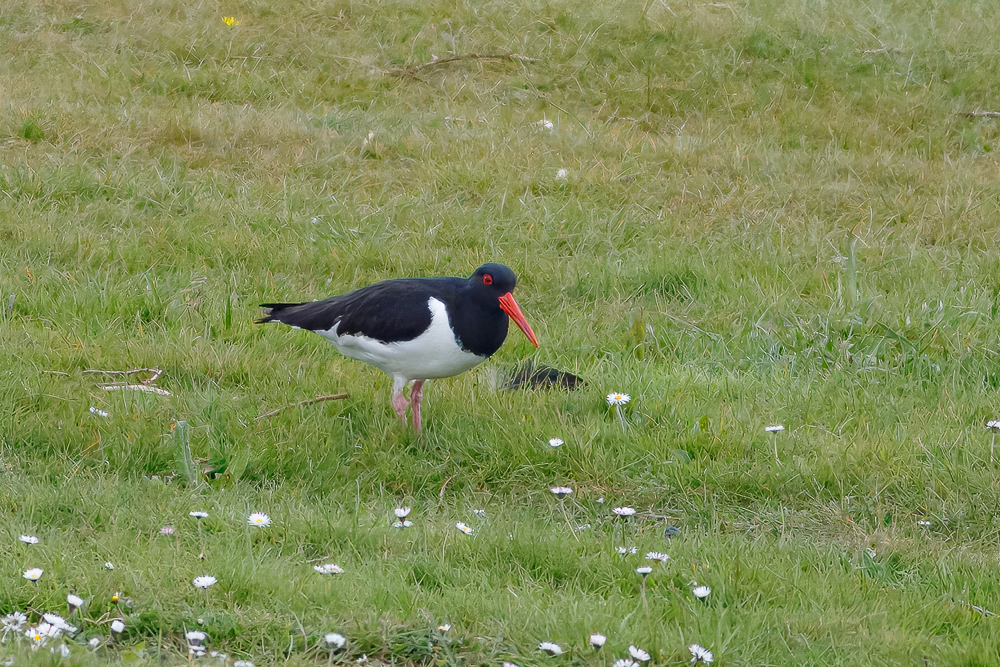 Eurasian Oystercatcher - ML638234664