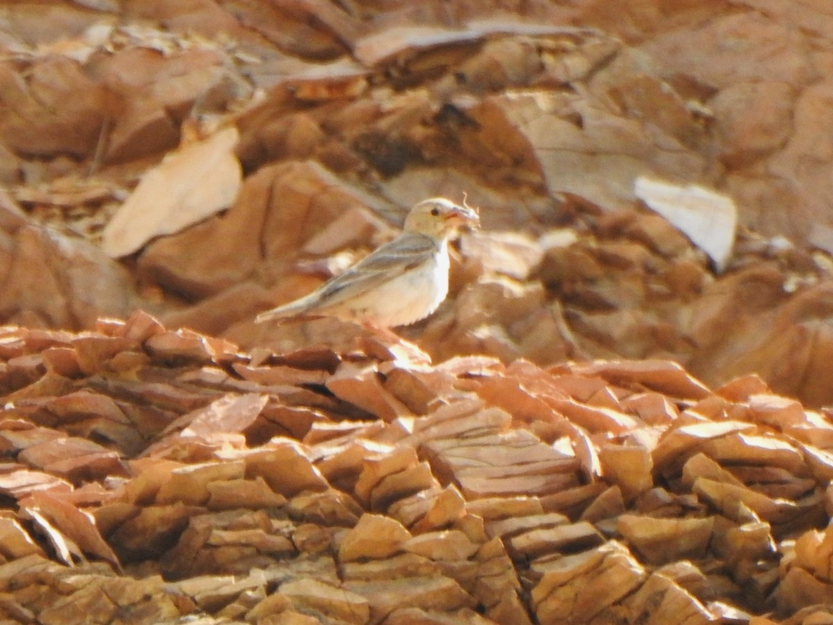 Pale Rockfinch - ML638234694